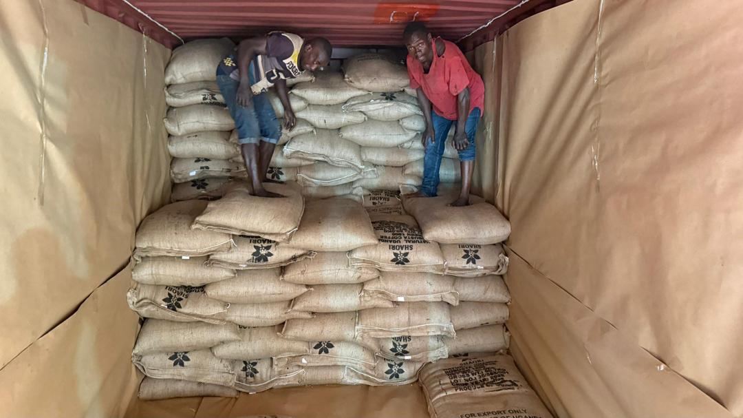 Shaori jute bags of Ugandan green coffee being stowed inside a lined export container