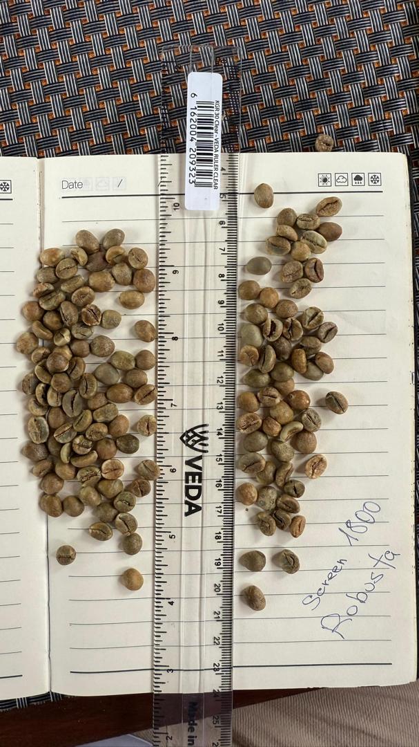 Screen 1800 Ugandan Robusta green coffee beans measured against a ruler for bean size